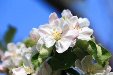 Bahar bahçesinde çiçek açan elma ağacı. Doğal çiçekli arka plan. Ağaçtaki beyaz çiçeklere yaklaş