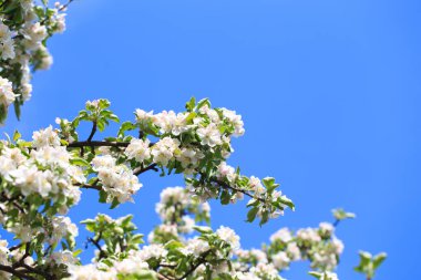 Bahar bahçesinde çiçek açan elma ağacı. Doğal çiçekli arka plan. Ağaçtaki beyaz çiçeklere yaklaş
