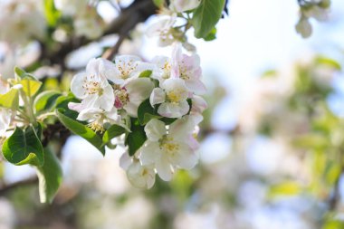 Bahar bahçesinde çiçek açan elma ağacı. Doğal çiçekli arka plan. Ağaçtaki beyaz çiçeklere yaklaş