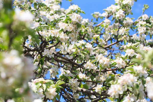 stock image Blooming apple tree in the spring garden. Natural flowering background. Close up of white flowers on a tree