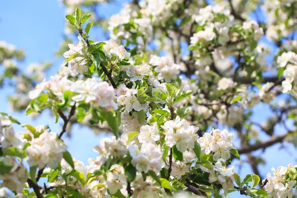 stock image Blooming apple tree in the spring garden. Natural flowering background. Close up of white flowers on a tree