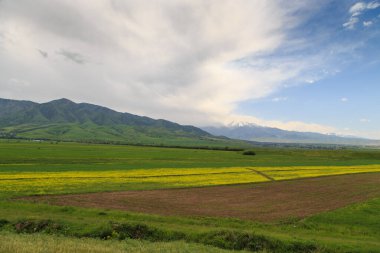 Dağların arka planında çiçek açan alanlar. Güzel dağ manzarası. Çiçek açan yaz bitkileri. Bahar manzarası. Şehir dışında bir yaz. Kırgızistan.
