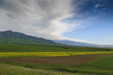 Rapler yüksek dağların arka planına karşı. Çiçek açan yaz bitkileri. Şehir dışında bir yaz. Kırgızistan.