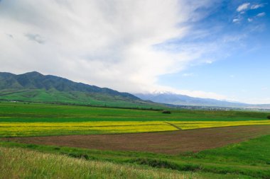 Dağların arka planında çiçek açan alanlar. Güzel dağ manzarası. Çiçek açan yaz bitkileri. Bahar manzarası. Şehir dışında bir yaz. Kırgızistan.