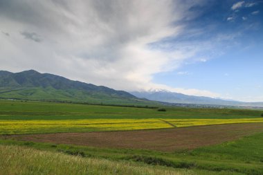 Dağların arka planında çiçek açan alanlar. Güzel dağ manzarası. Çiçek açan yaz bitkileri. Bahar manzarası. Şehir dışında bir yaz. Kırgızistan.