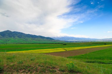 Dağların arka planında çiçek açan alanlar. Güzel dağ manzarası. Çiçek açan yaz bitkileri. Bahar manzarası. Şehir dışında bir yaz. Kırgızistan.