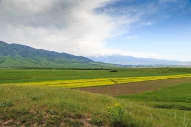 Dağların arka planında çiçek açan alanlar. Güzel dağ manzarası. Çiçek açan yaz bitkileri. Bahar manzarası. Şehir dışında bir yaz. Kırgızistan.