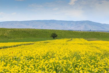 Rapler yüksek dağların arka planına karşı. Çiçek açan yaz bitkileri. Şehir dışında bir yaz. Kırgızistan.