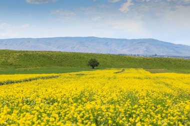 Rapler yüksek dağların arka planına karşı. Çiçek açan yaz bitkileri. Şehir dışında bir yaz. Kırgızistan.
