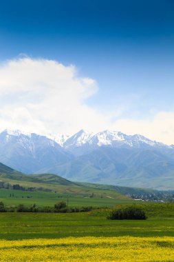 Dağların arka planında çiçek açan alanlar. Güzel dağ manzarası. Çiçek açan yaz bitkileri. Bahar manzarası. Şehir dışında bir yaz. Kırgızistan.
