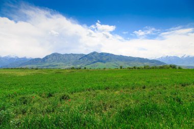 Dağların arka planında çiçek açan alanlar. Güzel dağ manzarası. Çiçek açan yaz bitkileri. Bahar manzarası. Şehir dışında bir yaz. Kırgızistan.