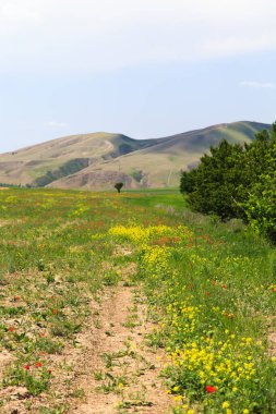 Dağların arka planında çiçek açan alanlar. Güzel dağ manzarası. Çiçek açan yaz bitkileri. Bahar manzarası. Şehir dışında bir yaz. Kırgızistan.
