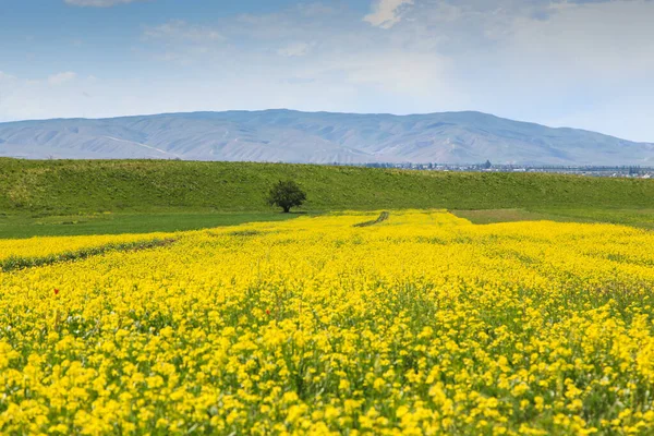 stock image Raps field against the backdrop of high mountains. Blooming summer herbs. Summer outside the city. Kyrgyzstan.