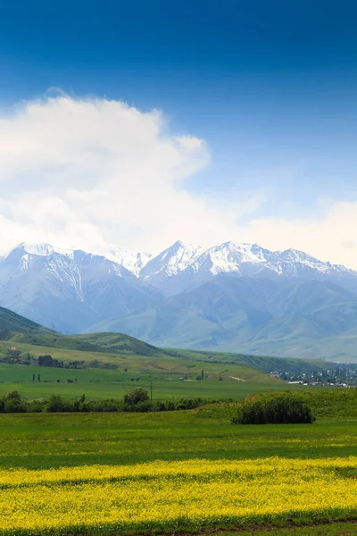 高い山を背景にラップフィールド 夏のハーブを開花 街の外の夏 キルギス — ストック写真