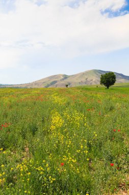 Dağların arka planında çiçek açan alanlar. Güzel dağ manzarası. Çiçek açan yaz bitkileri. Bahar manzarası. Şehir dışında bir yaz. Kırgızistan.