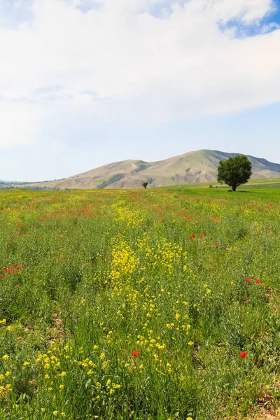 stock image Blooming fields against the backdrop of mountains. Beautiful mountain landscape. Blooming summer herbs. Spring landscape. Summer outside the city. Kyrgyzstan.