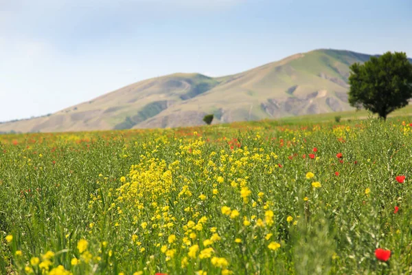 Цветущие Поля Фоне Гор Красивый Горный Пейзаж Цветущие Летние Травы — стоковое фото