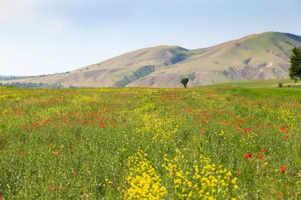 Kwitnące Pola Tle Gór Piękny Krajobraz Górski Kwitnące Letnie Zioła — Zdjęcie stockowe
