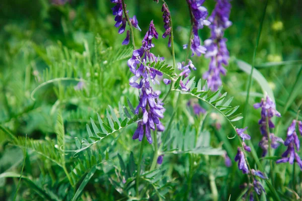 Mausereben Aus Nächster Nähe Blaue Und Violette Blumen Pflanze Aus — Stockfoto