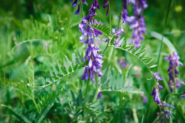 Mousepea Крупным Планом Синие Фиолетовые Цветы Растение Семейства Огурцов Ценный — стоковое фото