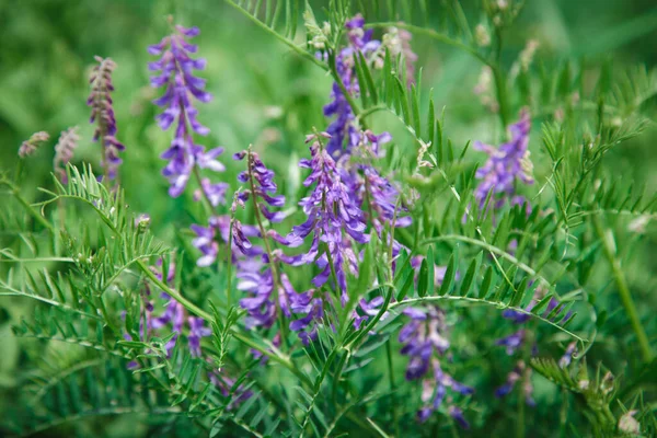 マウスエンドウ豆のクローズアップ 青と紫の花 マメ科植物の植物 貴重な飼料と蜂蜜の植物 — ストック写真