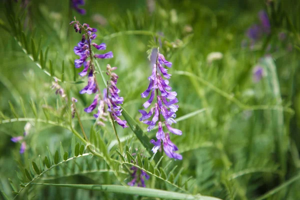 Mousepea特写 蓝色和紫色的花 豆科植物的总称 珍贵的饲料和蜂蜜植物 — 图库照片
