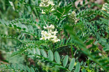 Astragalus yakın plan. Ayrıca süt verandası, keçi dikenli ya da sarmaşık gibi. Bahar yeşili arkaplan.