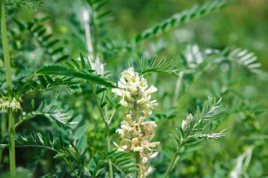 Astragalus yakın plan. Ayrıca süt verandası, keçi dikenli ya da sarmaşık gibi. Bahar yeşili arkaplan.