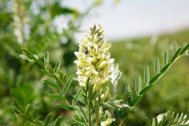 Astragalus close-up. Also called milk vetch, goat's-thorn or vine-like. Spring green background. clipart