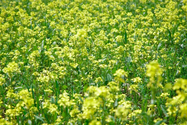 Sarı Kolza Tohumu Kanola Çiçeğinin Arka Planı Kanola Tarlası Çiçek — Stok fotoğraf