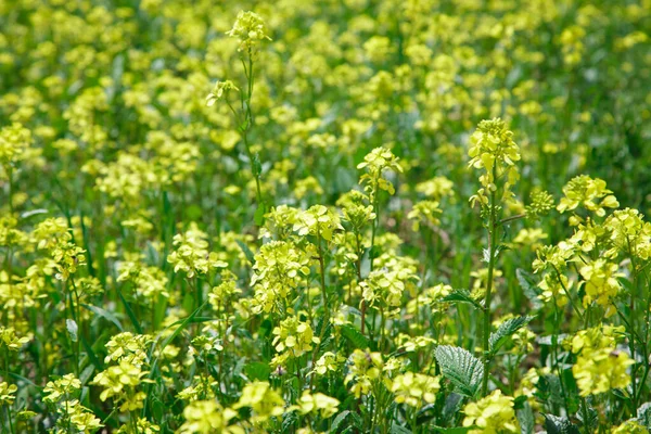 Sárga Repcemag Vagy Repcemagvirág Háttere Canola Mező Virágzó Repce Virágok — Stock Fotó