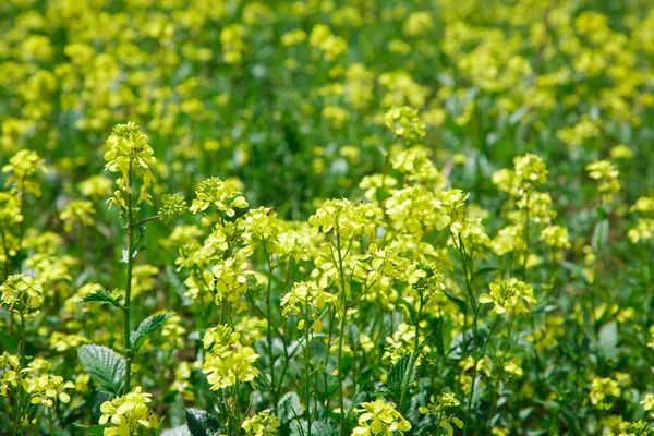 Background Yellow Rapeseed Canola Flowers Canola Field Blooming Canola Flowers — Stock Photo, Image
