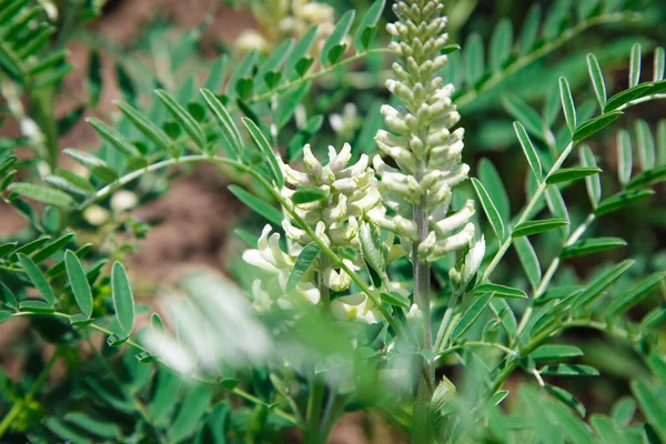 stock image Astragalus close-up. Also called milk vetch, goat's-thorn or vine-like. Spring green background.