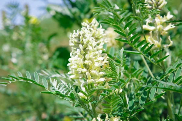 Astragalus close-up. Also called milk vetch, goat\'s-thorn or vine-like. Spring green background.
