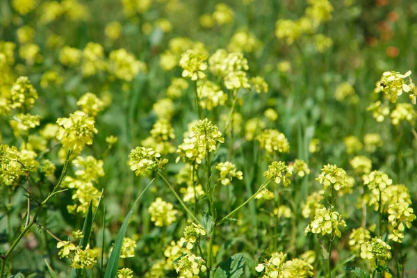 Sárga Repcemag Vagy Repcemagvirág Háttere Canola Mező Virágzó Repce Virágok — Stock Fotó