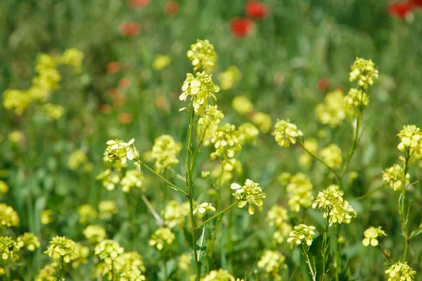 Sarı Kolza Tohumu Kanola Çiçeğinin Arka Planı Kanola Tarlası Çiçek — Stok fotoğraf