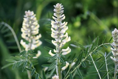 Sophora tilkisi, Sophora alopecuroides, Sophora vulgaris, daimi şifalı bitki. Baklagiller (Fabaceae) familyasından bir Sophora cinsi.
