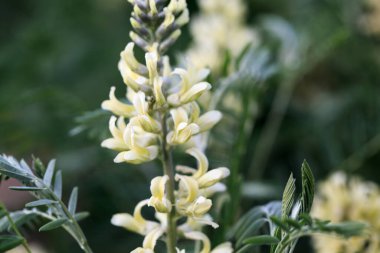 Sophora tilkisi, Sophora alopecuroides, Sophora vulgaris, daimi şifalı bitki. Baklagiller (Fabaceae) familyasından bir Sophora cinsi.