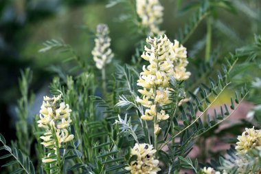 Sophora tilkisi, Sophora alopecuroides, Sophora vulgaris, daimi şifalı bitki. Baklagiller (Fabaceae) familyasından bir Sophora cinsi.