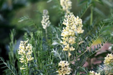 Sophora tilkisi, Sophora alopecuroides, Sophora vulgaris, daimi şifalı bitki. Baklagiller (Fabaceae) familyasından bir Sophora cinsi.