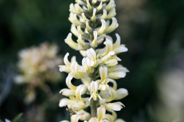 Sophora tilkisi, Sophora alopecuroides, Sophora vulgaris, daimi şifalı bitki. Baklagiller (Fabaceae) familyasından bir Sophora cinsi.