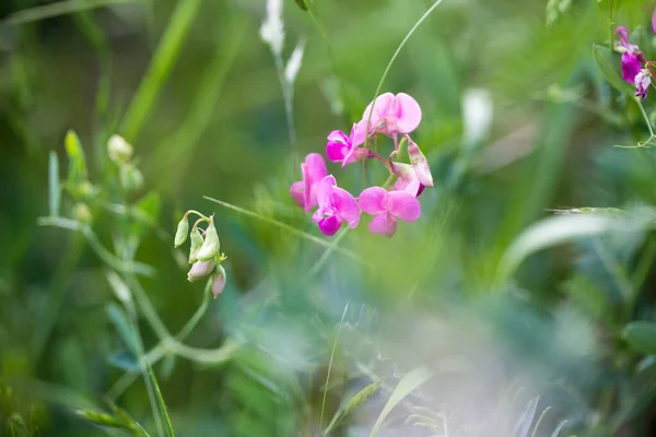 Erbsenblüte Kleine Blume Freier Wildbahn Floraler Hintergrund Der Wilden Rosa — Stockfoto