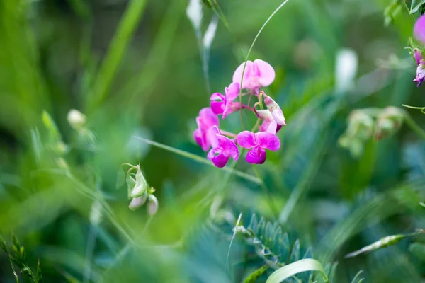 Sweet pea flower. Small flower in the wild. Floral background of wild pink flowers.