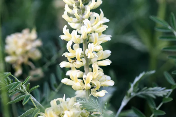 stock image Sophora foxtail, Sophora alopecuroides, Sophora vulgaris, perennial medicinal herb. A species of the genus Sophora in the legume family Fabaceae