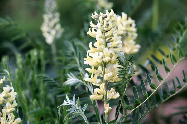 Sophora tilkisi, Sophora alopecuroides, Sophora vulgaris, daimi şifalı bitki. Baklagiller (Fabaceae) familyasından bir Sophora cinsi.