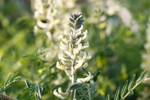 stock image Sophora foxtail, Sophora alopecuroides, Sophora vulgaris, perennial medicinal herb. A species of the genus Sophora in the legume family Fabaceae