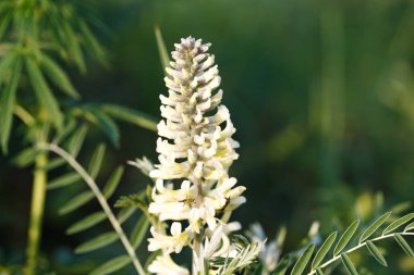 Sophora tilkisi, Sophora alopecuroides, Sophora vulgaris, daimi şifalı bitki. Baklagiller (Fabaceae) familyasından bir Sophora cinsi.