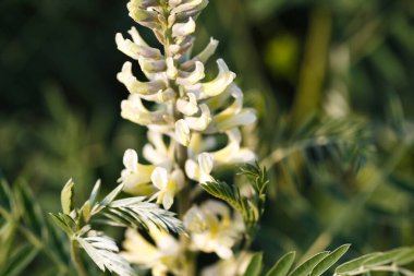 Sophora tilkisi, Sophora alopecuroides, Sophora vulgaris, daimi şifalı bitki. Baklagiller (Fabaceae) familyasından bir Sophora cinsi.