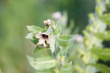 Hyoscyamus niger henbane, siyah hebane, ya da çiçek açan itüzümü. Hyoscyamus Niger bitkisi vahşi doğada. Zehirli habani, hyoscyamine alkaloid içerir..