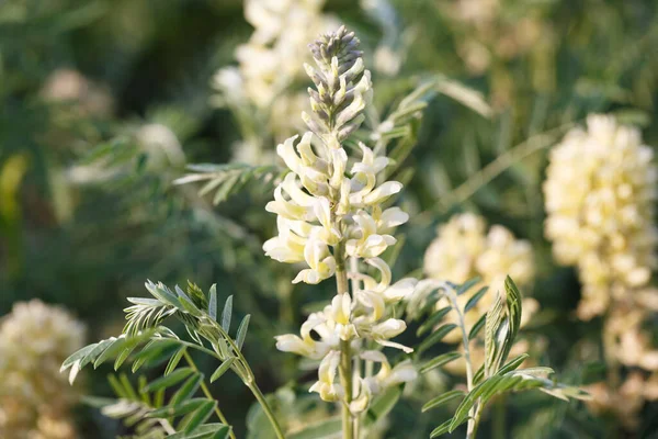 stock image Sophora foxtail, Sophora alopecuroides, Sophora vulgaris, perennial medicinal herb. A species of the genus Sophora in the legume family Fabaceae